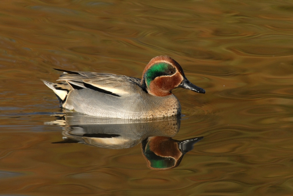 View: Birding for Beginners - sold out!